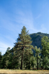 forest in the mountains