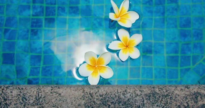 Woman hand puts flowers on water surface of swimming pool blue background with tropical frangipani plumeria. Relax tranquility calm concept. Bali Island Indonesia.