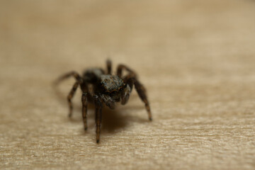 Artistic close ups of a jumping spider or Salticidae, a common spider species all over the world. Very cute spider and very friendly.