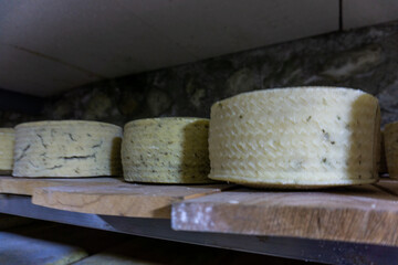 Traditional Georgian cheese