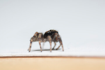 Artistic close ups of a jumping spider or Salticidae, a common spider species all over the world. Very cute spider and very friendly.