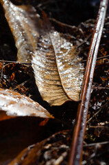 la feuille posée dans le sous bois après la pluie