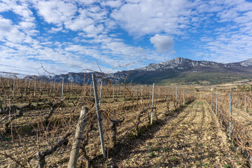 Fototapeta na wymiar Rioja Alavésa vineyards