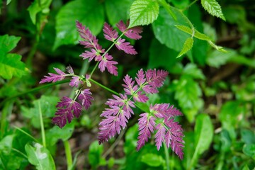 Anthriscus sylvestris plant known ascow parsley, wild chervil, wild beaked parsley or keck with purple colour