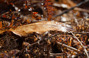 les feuilles d'automne après la pluie 