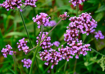 kwitnąca werbena patagońska, Verbena bonariensis, Flowers of Verbena bonariensis in a garden in...