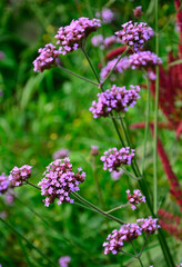 kwitnąca werbena patagońska, Verbena bonariensis © kateej