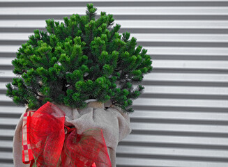 mała choinka w doniczce, zielona choinka z czerwoną wstążką, prosta dekoracja świąteczna,...