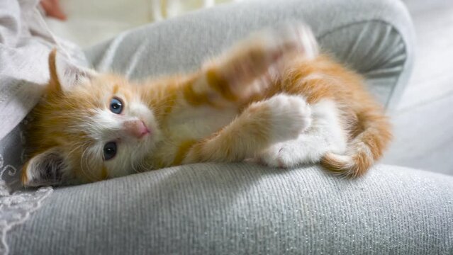 Little 1 month old fluffy playful ginger striped kitten with blue eyes.