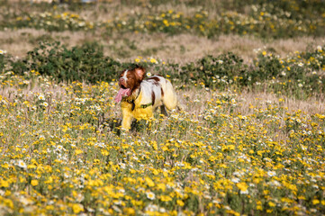 Fototapeta premium Brittany Spaniel dog running in a flower field with tongue out and ear flopping covered in yellow pollen in late afternoon