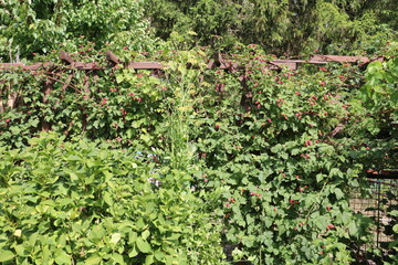 Fototapeta na wymiar Raspberry cultivation on the trellis in the garden, Germany