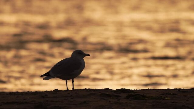 A Herring Gull (Larus argentatus) standing on the beach during sunrise and opening its beak