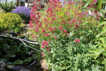  Centranthus ruber blooming at a pond in the garden, Germany