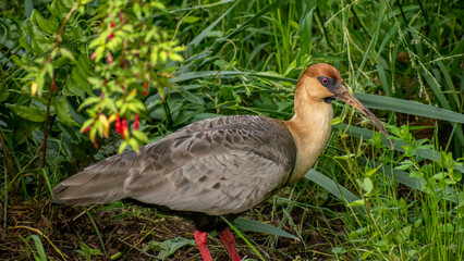 bird looking for food