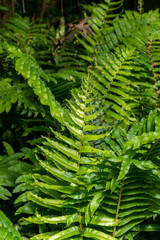 southern chile fern