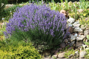 Cultivation of Lavandula angustifolia in the garden, Germany - 547502850