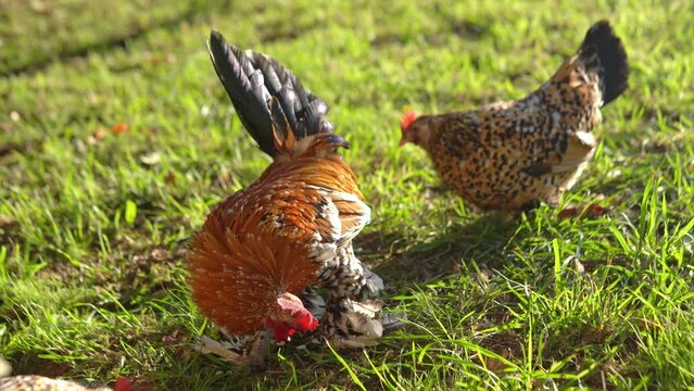 A beautiful decorative Booted Bantam chicken in the grass. Rural life. Poultry farming at home.