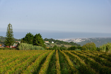Fototapeta na wymiar Colares Wine Region