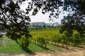 Carcavelos Wine Region