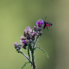 The purple beetle insect, the transparent burnet, Zygaena purpuralis, on the flower. The insects prepare to mate during the mating season. One pretty insect with red wings