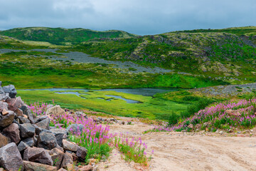 Dirt road in a polar landscape with granite stones and plants