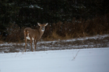 White-tailed deer young buck (odocoileus virginianus) snowing in November