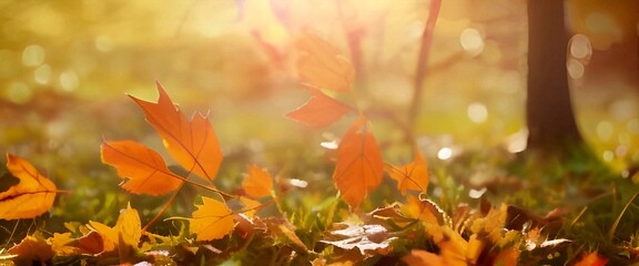 Naklejka na ściany i meble fall leaf meadow background with sunlight, autumn nature scene