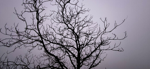Fototapeta premium silhouette of a tree in winter