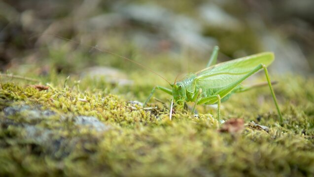 Close-up shot of a Great green bush-cricket on a mossy texture