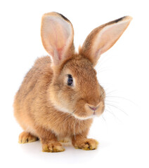 Brown rabbit on white.