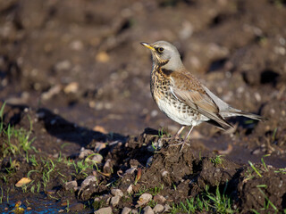 Fieldfare, Turdus pilaris