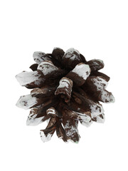 pine cones, isolate on a white background