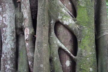 The quaxinduba (Ficus insipida), also known as quaxinguba, gameleira, apu&iacute;, apuizeiro and fig tree, is a tree of the Moraceae family with medicinal properties. Manaus &ndash; Amazon, Brazil.
