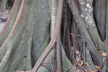 The quaxinduba (Ficus insipida), also known as quaxinguba, gameleira, apuí, apuizeiro and fig...