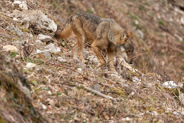 Apennine wolf in italy, Abruzzo