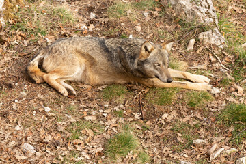 Apennine wolf in italy, Abruzzo