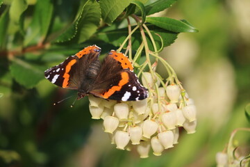 Vanessa atalanta pollinating Arbutus unedo in fall, Germany