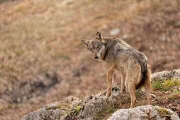 Apennine wolf in italy, Abruzzo