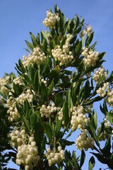 White flowers of Arbutus unedo in November, Germany