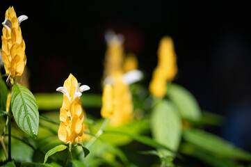 Selective focus shot of flowering ginger plants in bloom