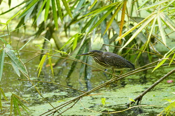 
The striated heron (Butorides striata) also known as mangrove heron, little heron or green-backed heron. Ardeidae family
