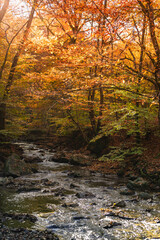 river in autumn forest