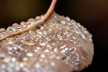 Waterdrops