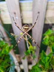 spider on a web