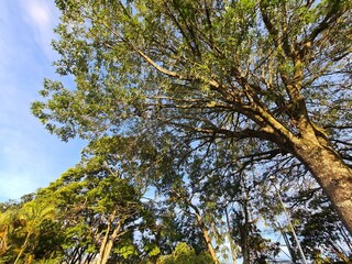 trees and sky