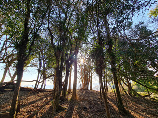 trees in the montain with sunrise