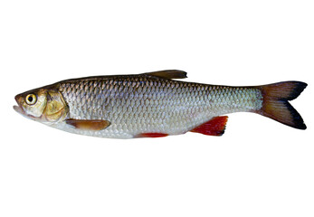 fish isolated on white