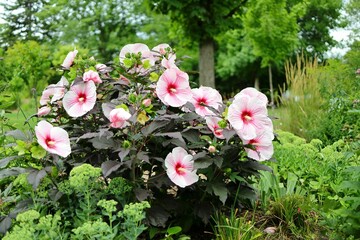 Blooming pink flowers with green plants in a garden