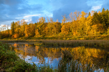 Idyllic fall scene in the Snoqualmie Valliey with colorful trees reflecting in a pond under a blue cloudy sky