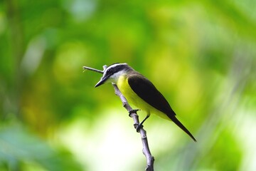 Great Kiskadee (Pitangus sulphuratus) Tyrannidae family. Manaus – Amazon, Brazil.